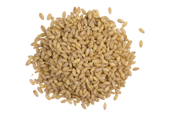 Hulled Barley